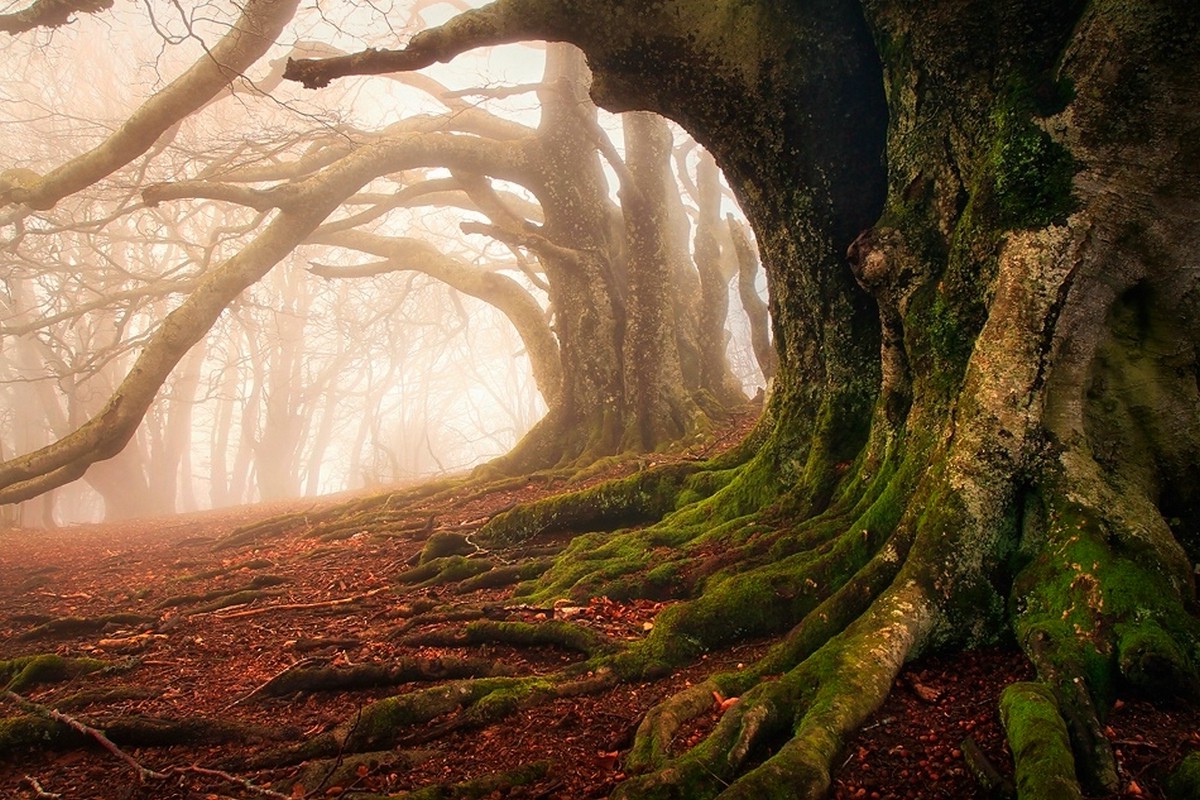 mist, Moss, Forest, Roots, Trees, Ancient, Leaves, Nature, Landscape Wallpaper