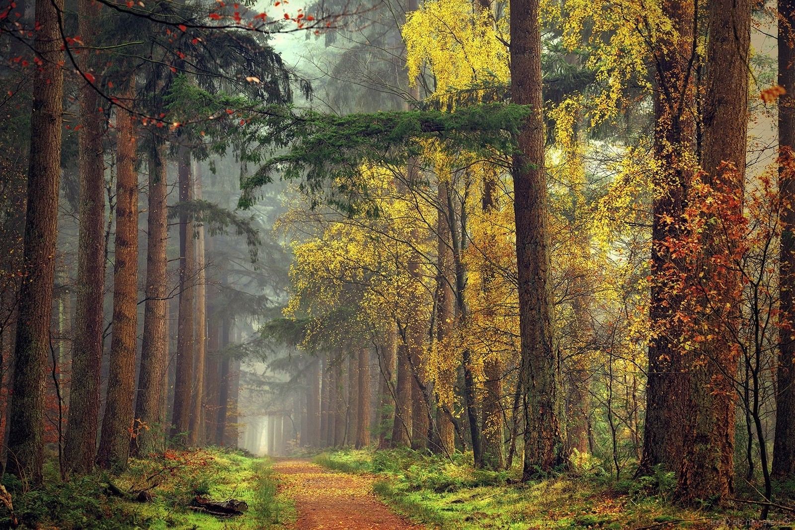forest, Path, Mist, Fall, Grass, Yellow, Red, Green, Trees, Landscape, Nature Wallpaper