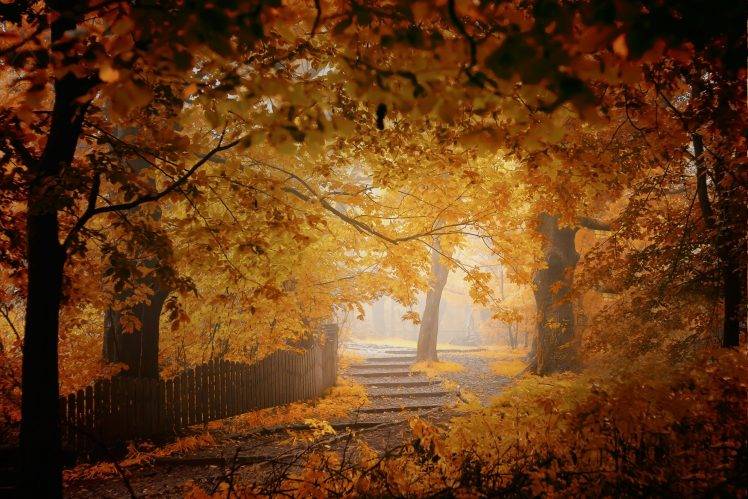 fall, Mist, Fence, Walkway, Leaves, Trees, Yellow, Orange, Nature, Landscape HD Wallpaper Desktop Background