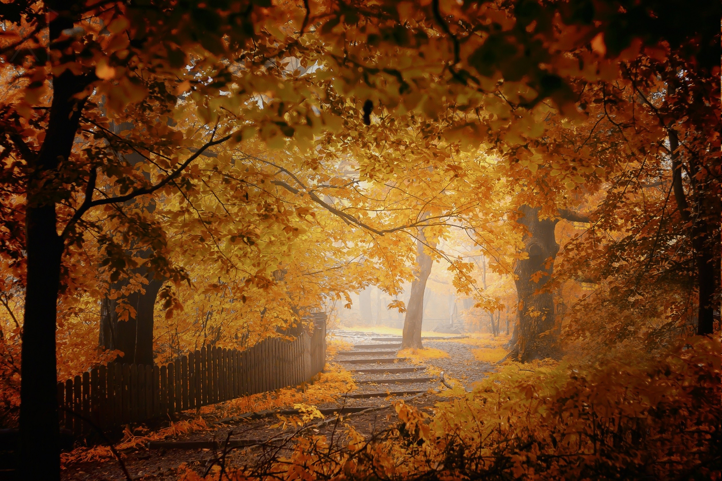 fall, Mist, Fence, Walkway, Leaves, Trees, Yellow, Orange, Nature, Landscape Wallpaper