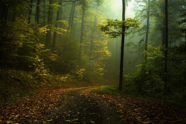 fall, Path, Mist, Forest, Shrubs, Morning, Landscape, Nature, Green, Trees, Dirt Road HD Wallpaper Desktop Background
