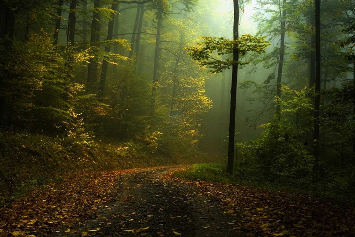 fall, Path, Mist, Forest, Shrubs, Morning, Landscape, Nature, Green, Trees, Dirt Road Wallpaper