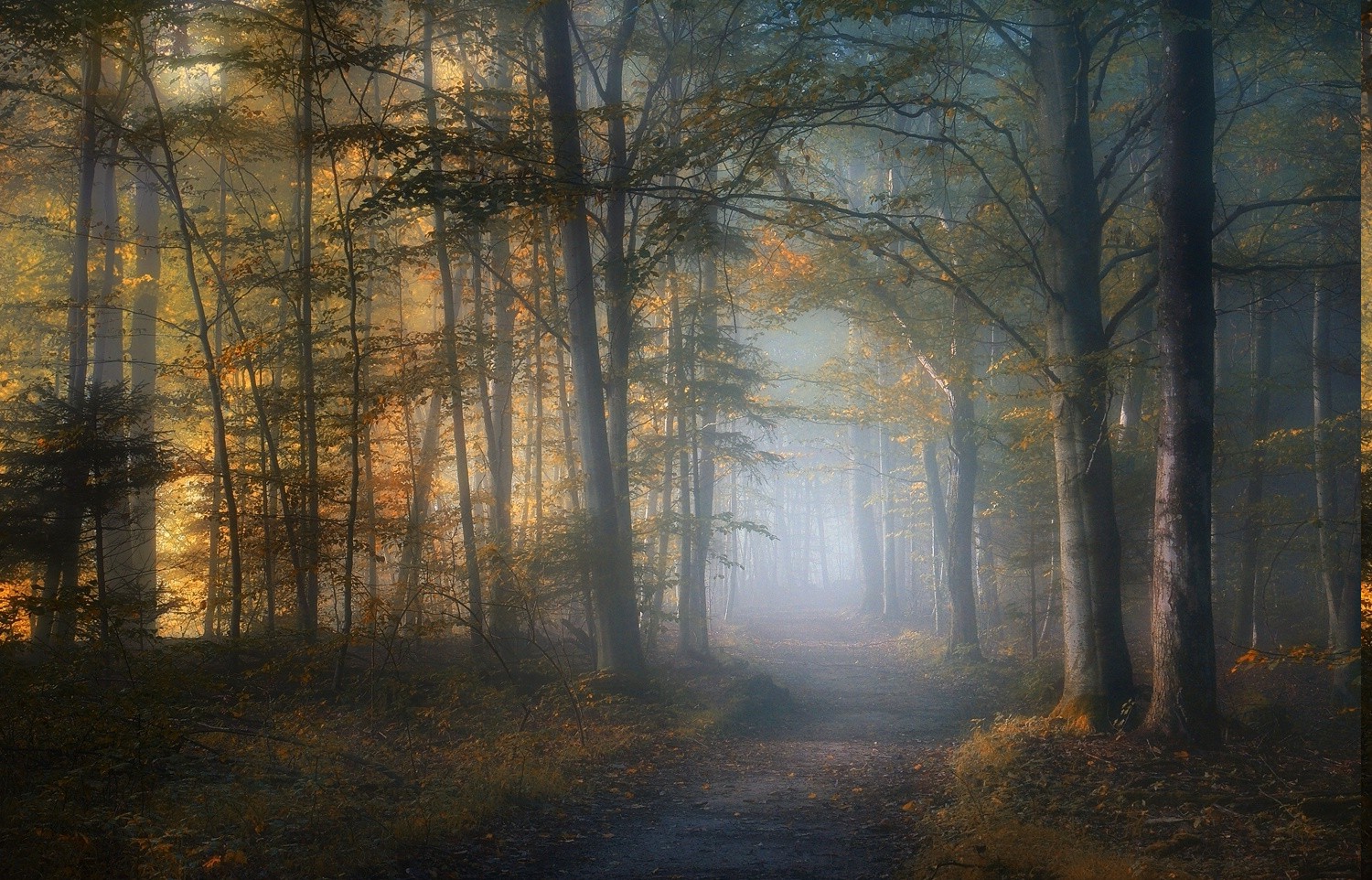 mist, Path, Fall, Forest, Leaves, Trees, Sunlight, Morning, Nature, Landscape, Dirt Road Wallpaper
