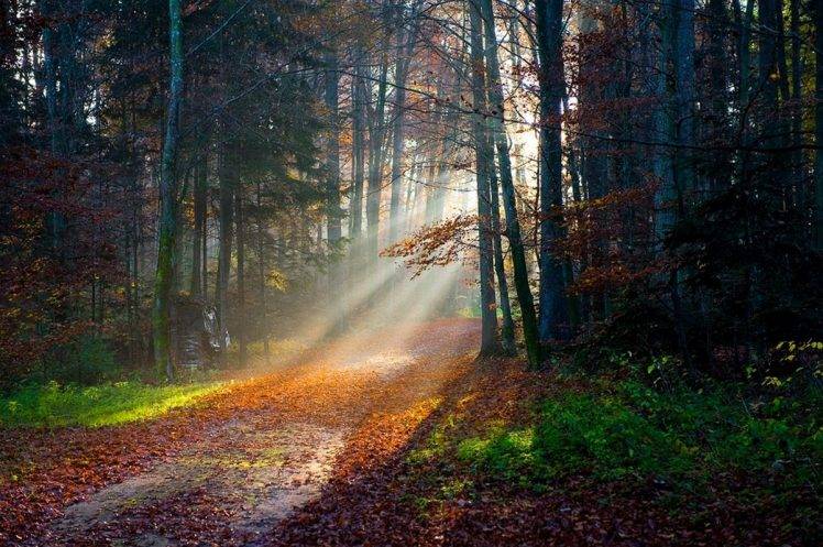 sun Rays, Forest, Fall, Path, Leaves, Trees, Grass, Nature, Mist, Landscape HD Wallpaper Desktop Background