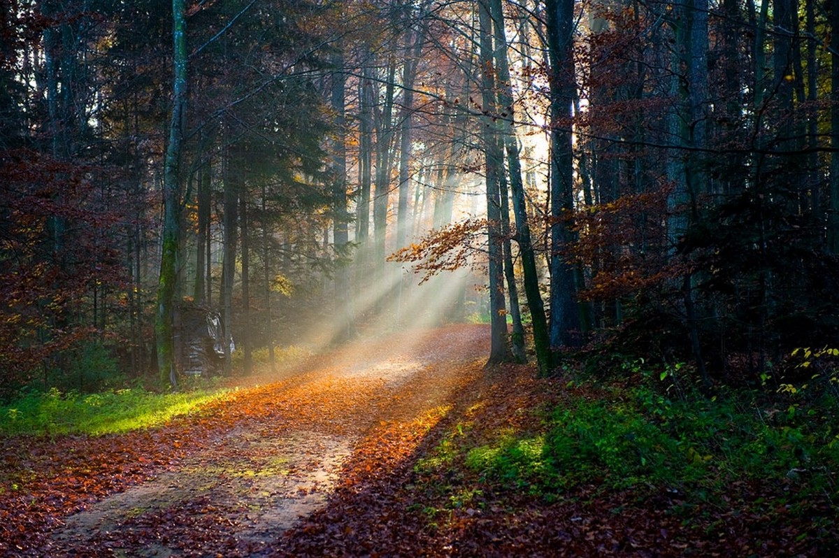 sun Rays, Forest, Fall, Path, Leaves, Trees, Grass, Nature, Mist, Landscape Wallpaper