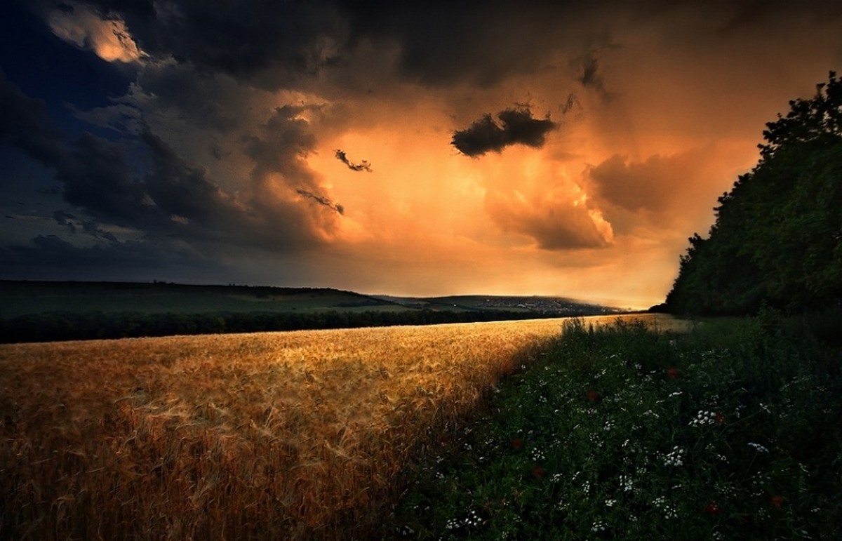 field, Wildflowers, Clouds, Hill, Storm, Sunset, Poland, Nature, Landscape Wallpaper