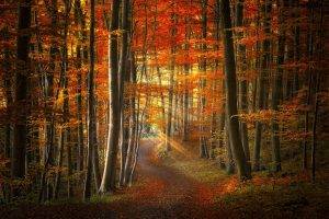 path, Sun Rays, Forest, Fall, Leaves, Grass, Trees, Red, Yellow, Orange, Morning, Road, Nature, Landscape