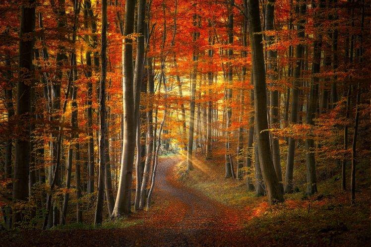 path, Sun Rays, Forest, Fall, Leaves, Grass, Trees, Red, Yellow, Orange, Morning, Road, Nature, Landscape HD Wallpaper Desktop Background