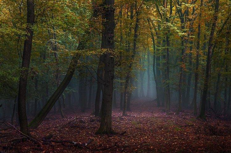 mist, Forest, Fall, Leaves, Path, Trees, Nature, Morning, Landscape HD Wallpaper Desktop Background
