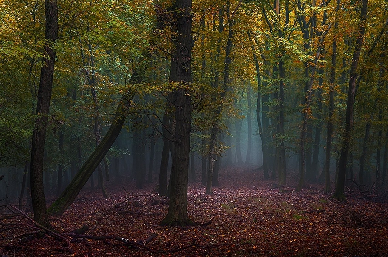 mist, Forest, Fall, Leaves, Path, Trees, Nature, Morning, Landscape Wallpaper