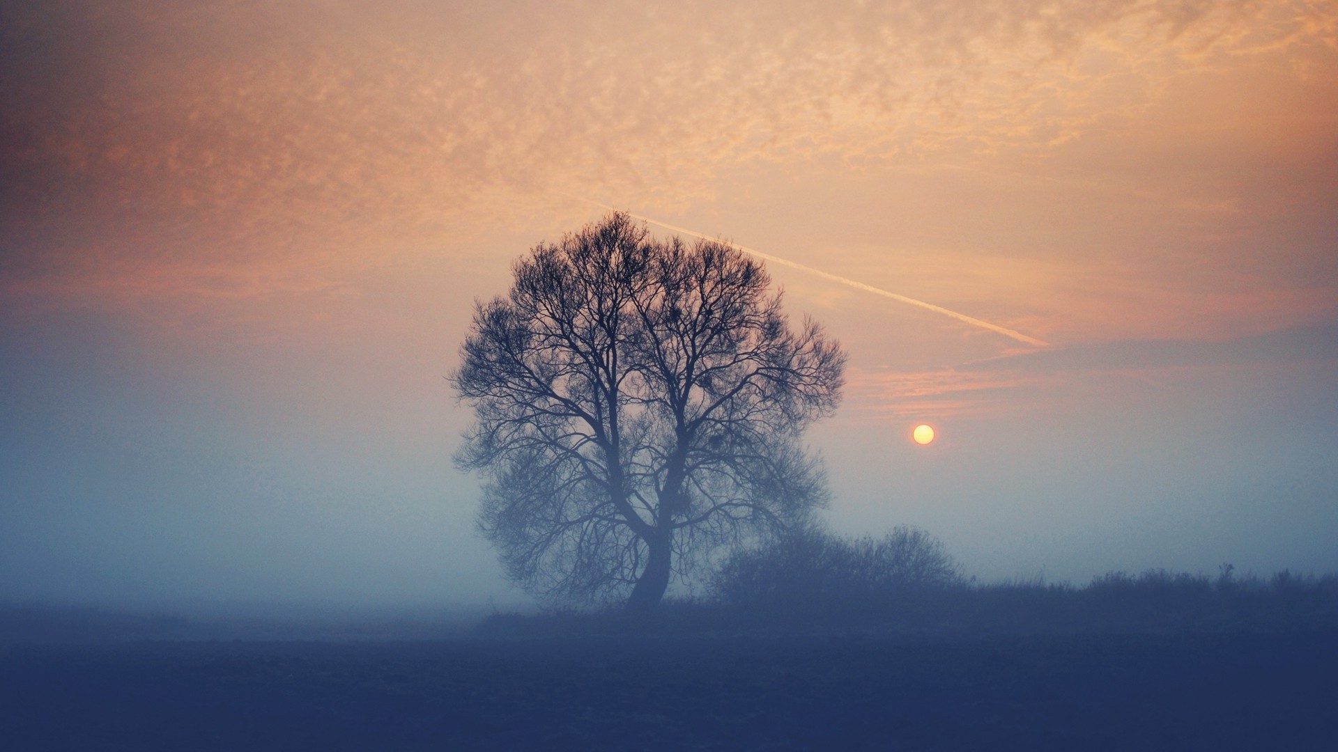 nature, Landscape, Trees, Plants Wallpaper