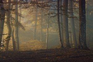 fall, Sunrise, Forest, Leaves, Shrubs, Trees, Mist, Morning, Nature, Landscape