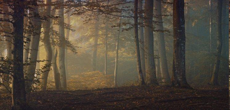 fall, Sunrise, Forest, Leaves, Shrubs, Trees, Mist, Morning, Nature, Landscape HD Wallpaper Desktop Background
