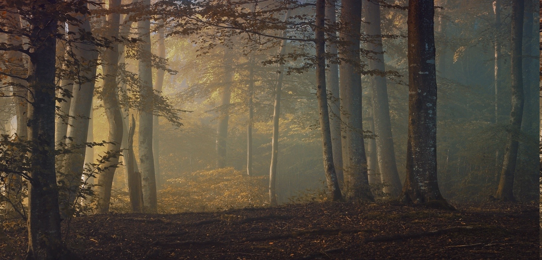 fall, Sunrise, Forest, Leaves, Shrubs, Trees, Mist, Morning, Nature, Landscape Wallpaper