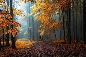 fall, Mist, Leaves, Forest, Road, Trees, Path, Sunlight, Sun Rays, Nature, Yellow, Orange, Blue, Landscape, Dirt Road