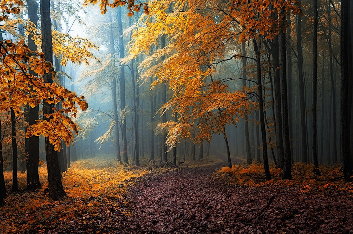 fall, Mist, Leaves, Forest, Road, Trees, Path, Sunlight, Sun Rays, Nature, Yellow, Orange, Blue, Landscape, Dirt Road Wallpaper