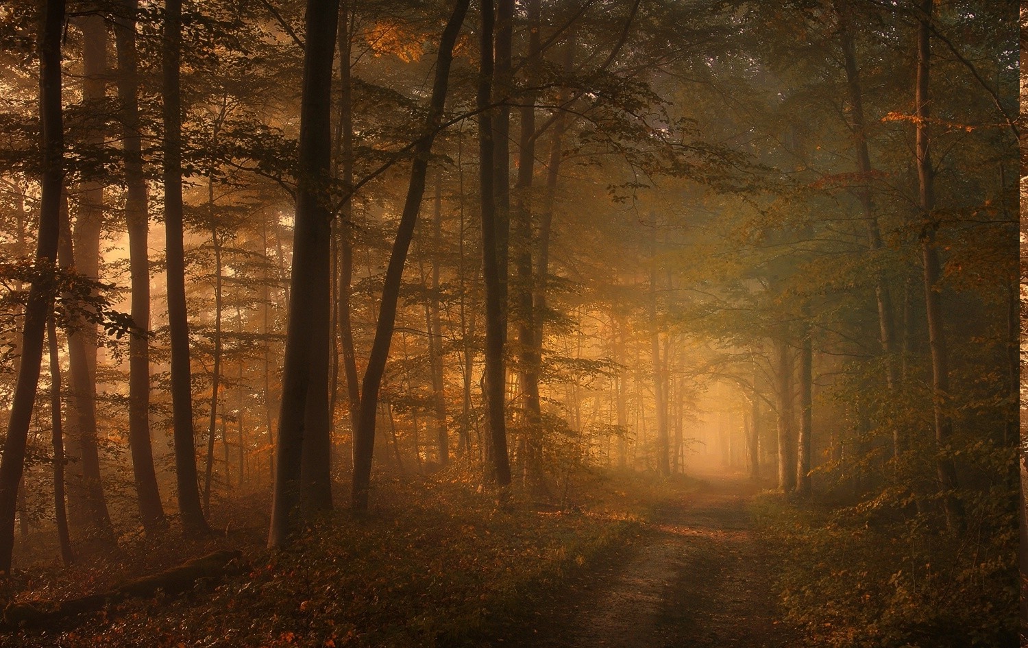 road, Sunrise, Forest, Leaves, Shrubs, Trees, Sunlight, Mist, Sun Rays, Nature, Landscape Wallpaper