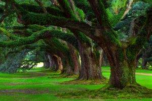 oak Trees, Grass, Trees, Moss, Green, Ancient, Nature, Landscape