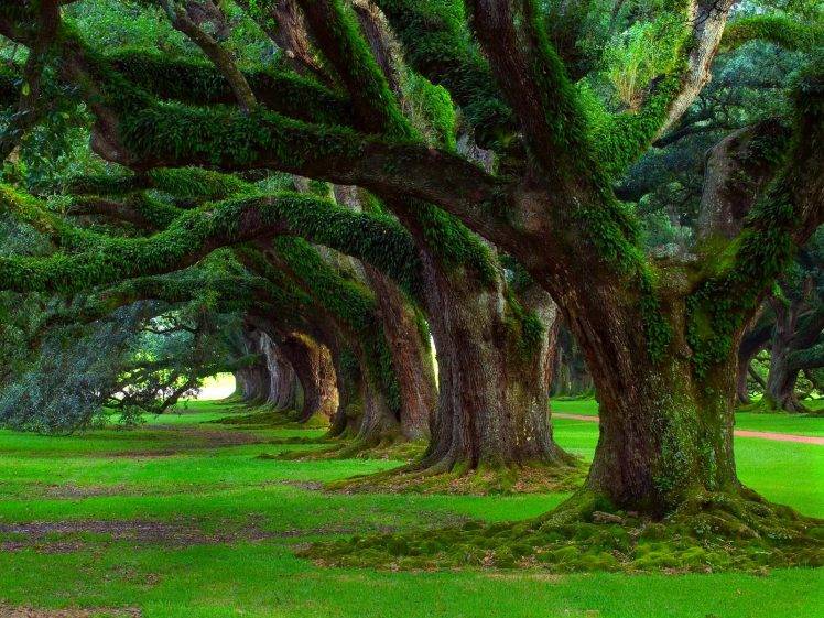 oak Trees, Grass, Trees, Moss, Green, Ancient, Nature, Landscape HD Wallpaper Desktop Background