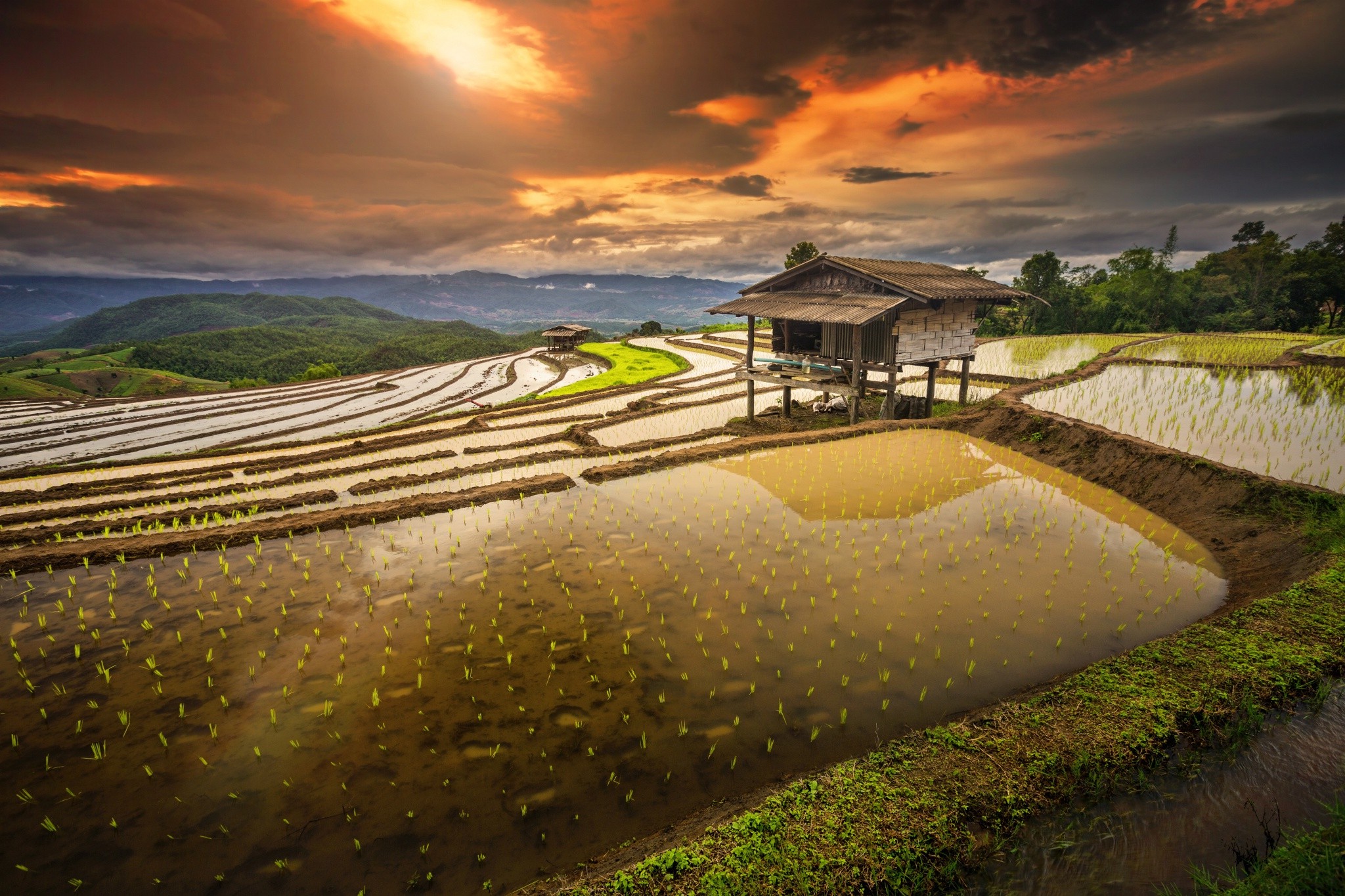 rice Paddy, Terraces, Hut, Sunrise, Water, Clouds, Hill, Field, Shrubs, Thailand, Nature, Landscape Wallpaper