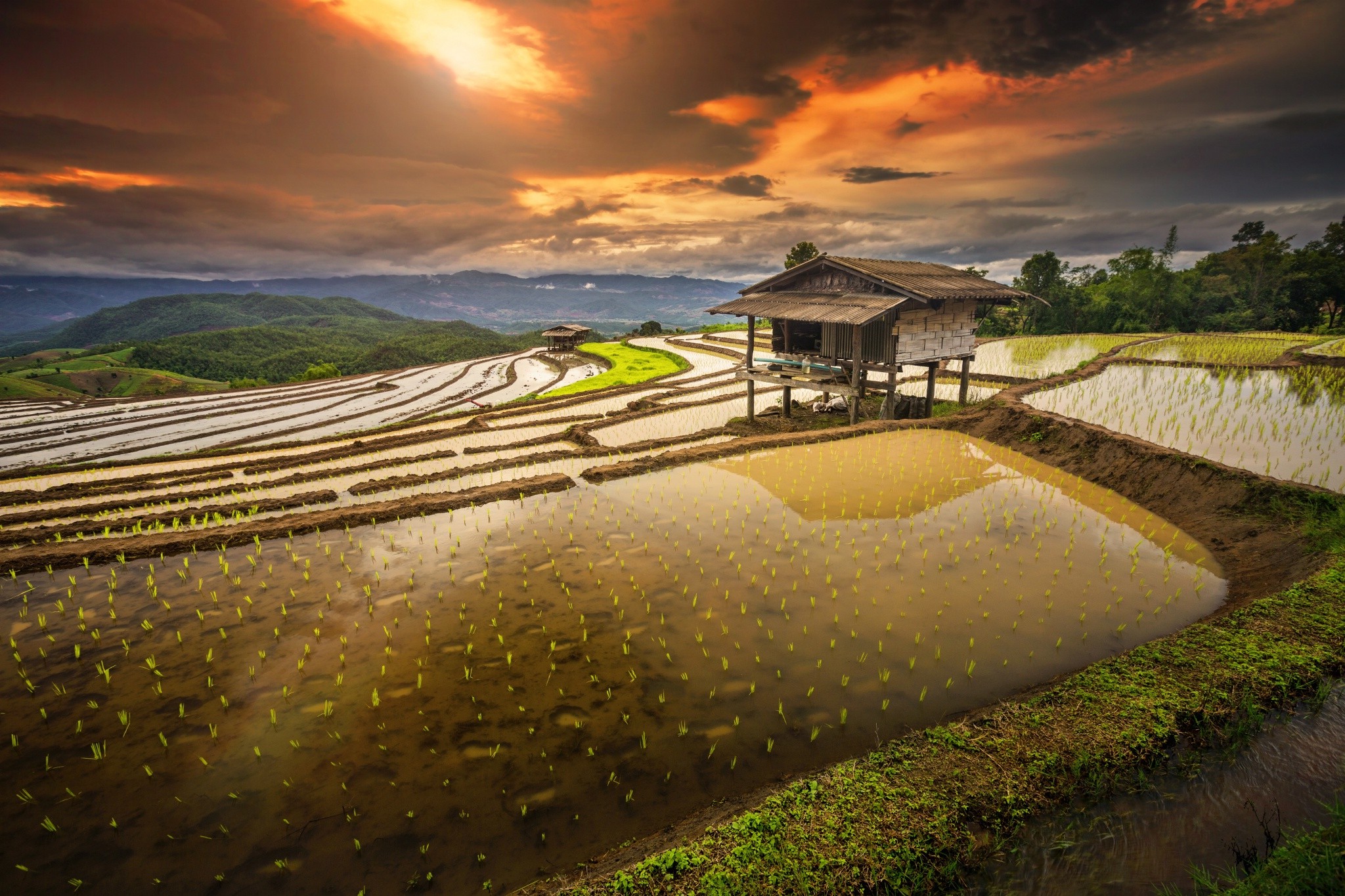 Rice Paddy Terraces Hut Sunrise Water Clouds Hill Field Shrubs