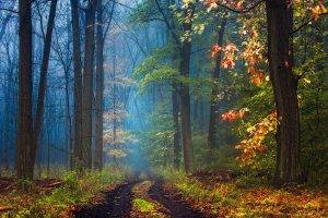road, Mist, Forest, Leaves, Grass, Trees, Fall, Nature, Landscape