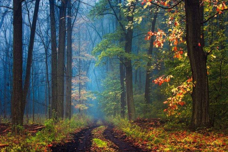 road, Mist, Forest, Leaves, Grass, Trees, Fall, Nature, Landscape HD Wallpaper Desktop Background