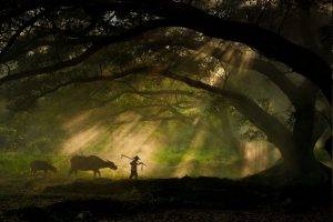 sun Rays, Forest, Sunrise, Trees, Rural, Animals, Workers, Leaves, Shrubs, Nature, Landscape