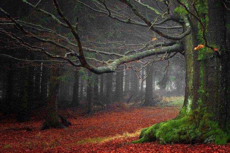 moss, Leaves, Forest, Green, Trees, Mist, Morning, Nature, Landscape HD Wallpaper Desktop Background