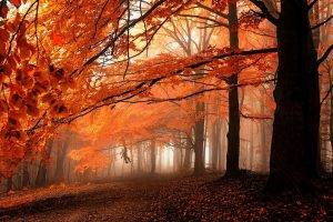 fall, Path, Mist, Leaves, Forest, Orange, Trees, Nature, Landscape