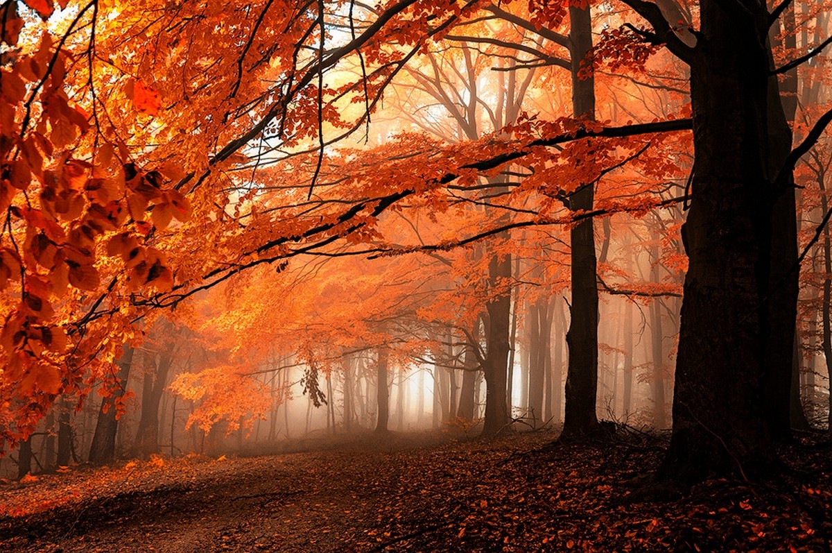 fall, Path, Mist, Leaves, Forest, Orange, Trees, Nature ...