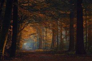 fall, Road, Forest, Shrubs, Leaves, Sunlight, Trees, Nature, Landscape