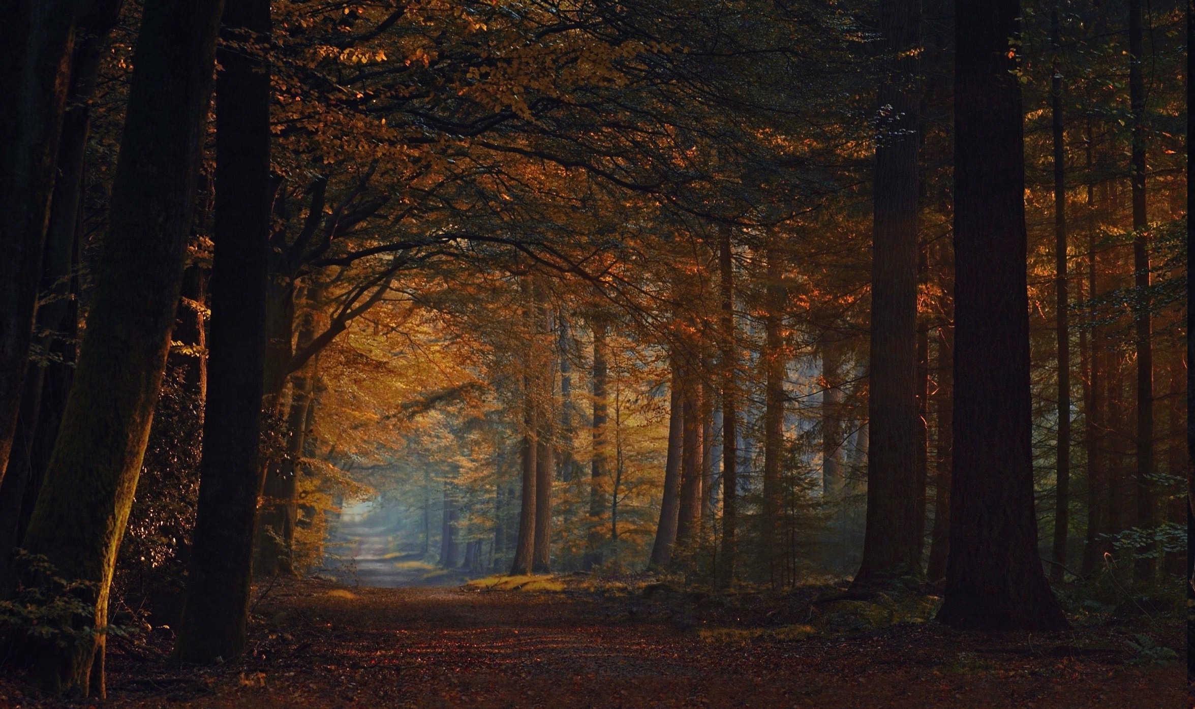 fall, Road, Forest, Shrubs, Leaves, Sunlight, Trees, Nature, Landscape Wallpaper