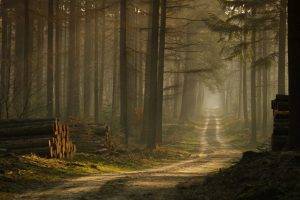 forest, Mist, Road, Trees, Sunlight, Grass, Morning, Nature, Landscape