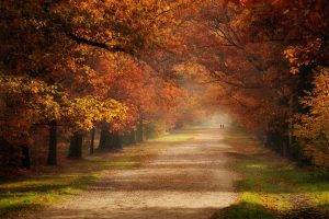 fall, Grass, Road, Trees, Mist, Green, Orange, Leaves, Nature, Landscape