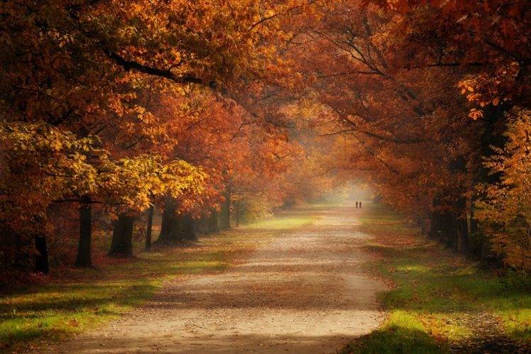 fall, Grass, Road, Trees, Mist, Green, Orange, Leaves, Nature, Landscape HD Wallpaper Desktop Background