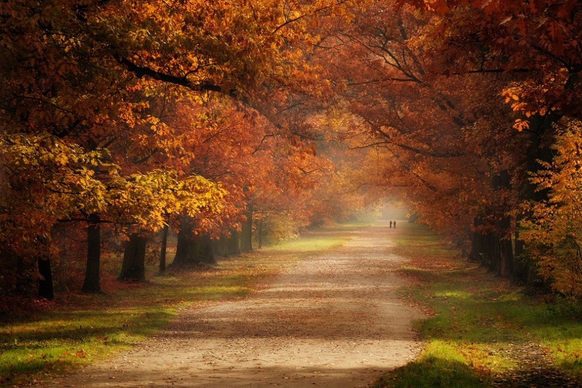 fall, Grass, Road, Trees, Mist, Green, Orange, Leaves, Nature, Landscape Wallpaper