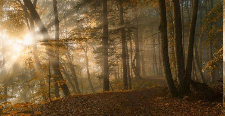 sunrise, Path, Leaves, Fall, Sunbeams, Sunlight, Forest, Trees, Nature, Landscape HD Wallpaper Desktop Background