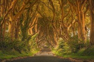 Ireland, Trees, Green, Road, Grass, Street, Fence, Shrubs, Summer, Nature, Landscape, Hedges