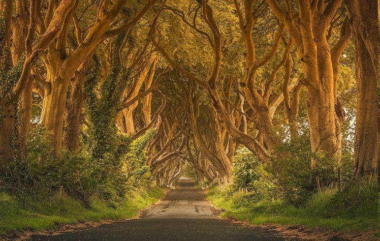 Ireland, Trees, Green, Road, Grass, Street, Fence, Shrubs, Summer, Nature, Landscape, Hedges HD Wallpaper Desktop Background