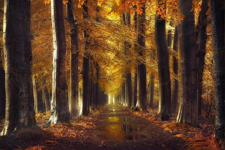 fall, Gold, Path, Trees, Forest, Leaves, Rain, Water, Nature, Landscape, Dirt Road HD Wallpaper Desktop Background