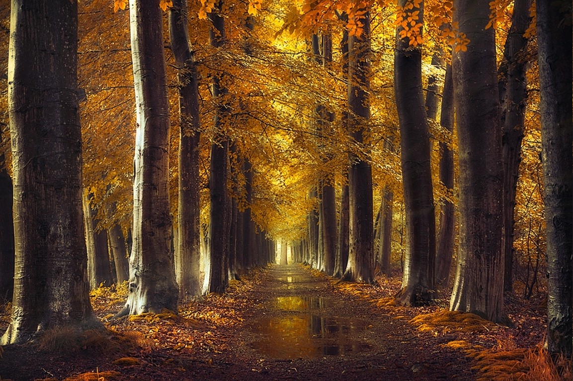 fall, Gold, Path, Trees, Forest, Leaves, Rain, Water, Nature, Landscape, Dirt Road Wallpaper