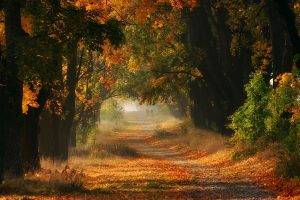 fall, Grass, Trees, Road, Path, Shrubs, Leaves, Green, Gold, Nature, Landscape