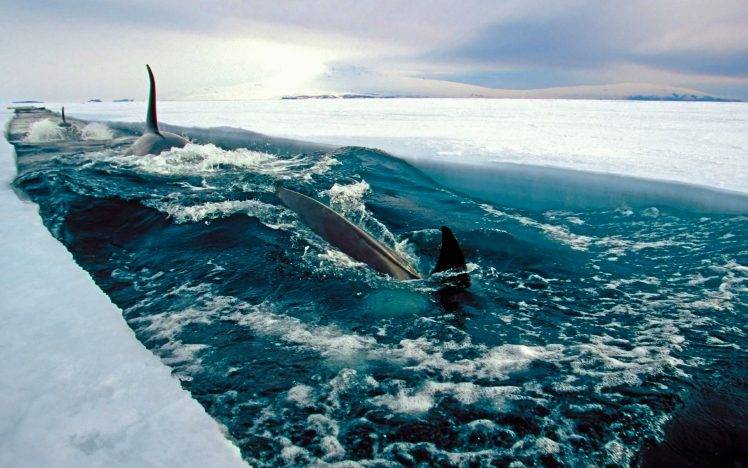 sea, Ice, Antarctica, Fish, Nature, Landscape, Orca HD Wallpaper Desktop Background