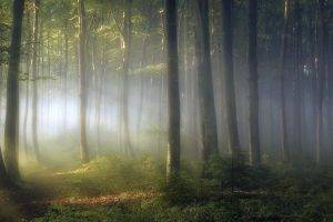 morning, Forest, Shrubs, Sunrise, Trees, Path, Mist, Leaves, Green, Nature, Landscape