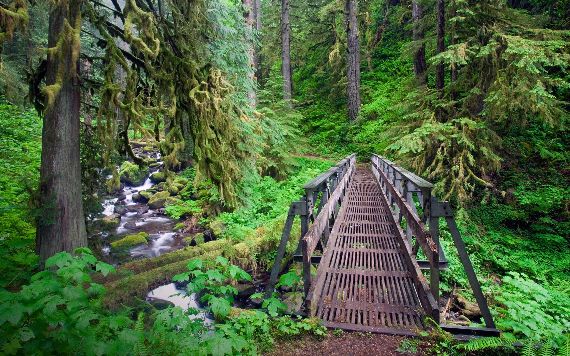 creeks, Forest, Bridge, Path, Trees, Oregon, Green, Ferns, Moss, Shrubs, Nature, Landscape, River Wallpaper