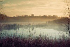 nature, Landscape, Trees, Forest, Mist, Morning, Water, Lake, Clouds, Branch, Reflection