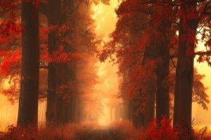 mist, Path, Trees, Fall, Grass, Red, Shrubs, Leaves, Nature, Landscape