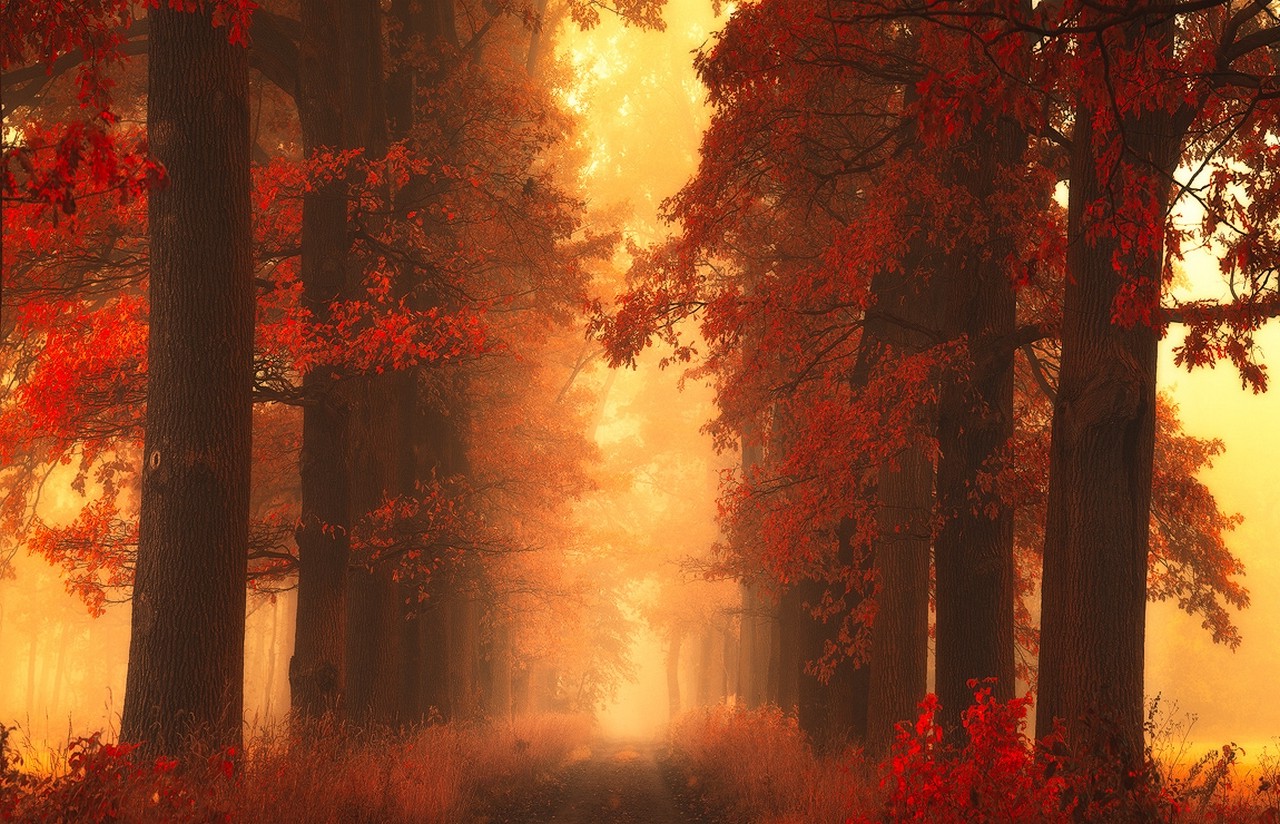 mist, Path, Trees, Fall, Grass, Red, Shrubs, Leaves, Nature, Landscape Wallpaper