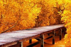 nature, Landscape, Pier, Water, Wooden Surface, Trees, Yellow, Leaves, Fall, Branch